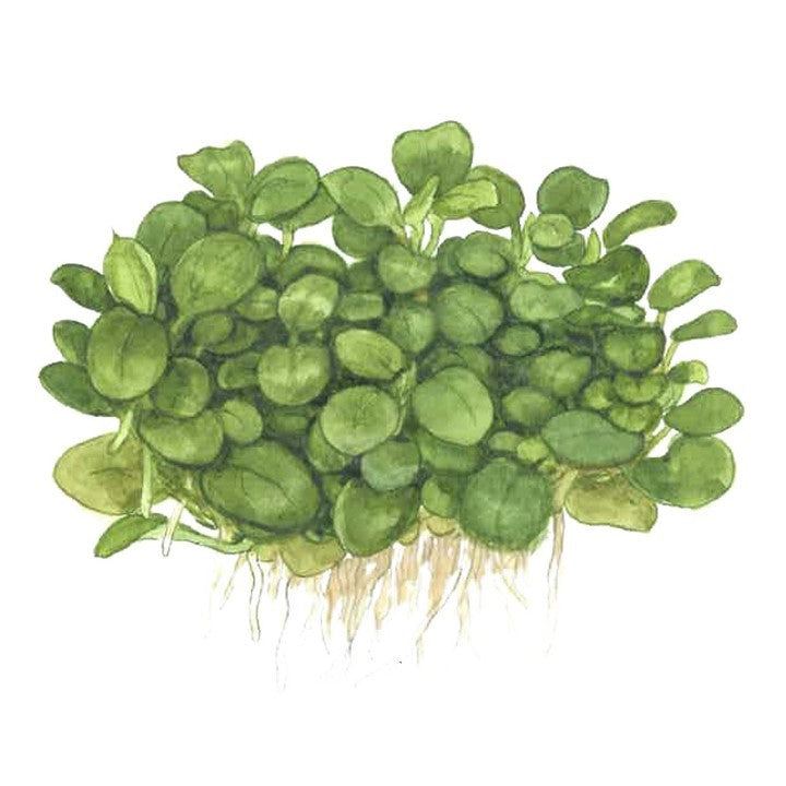 Tropica Anubias barteri &