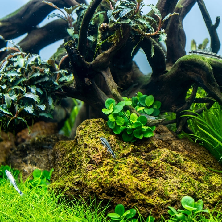 Tropica Anubias barteri &