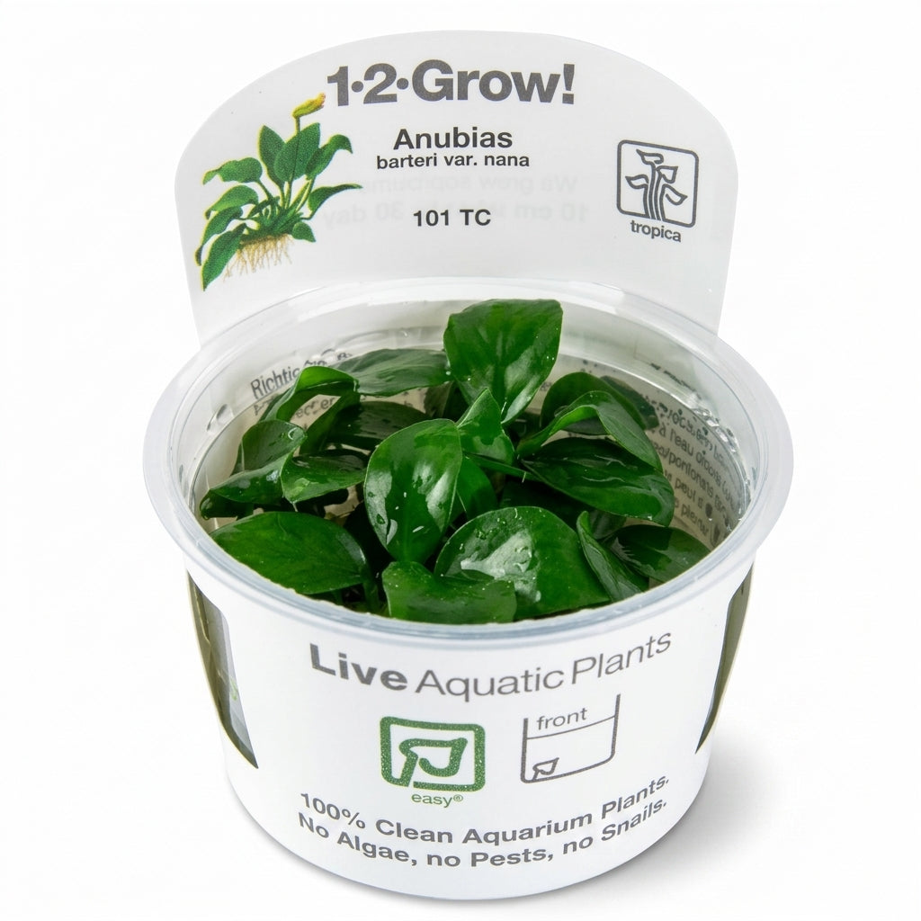 Tropica Anubias barteri nana - in Vitro von Tropica