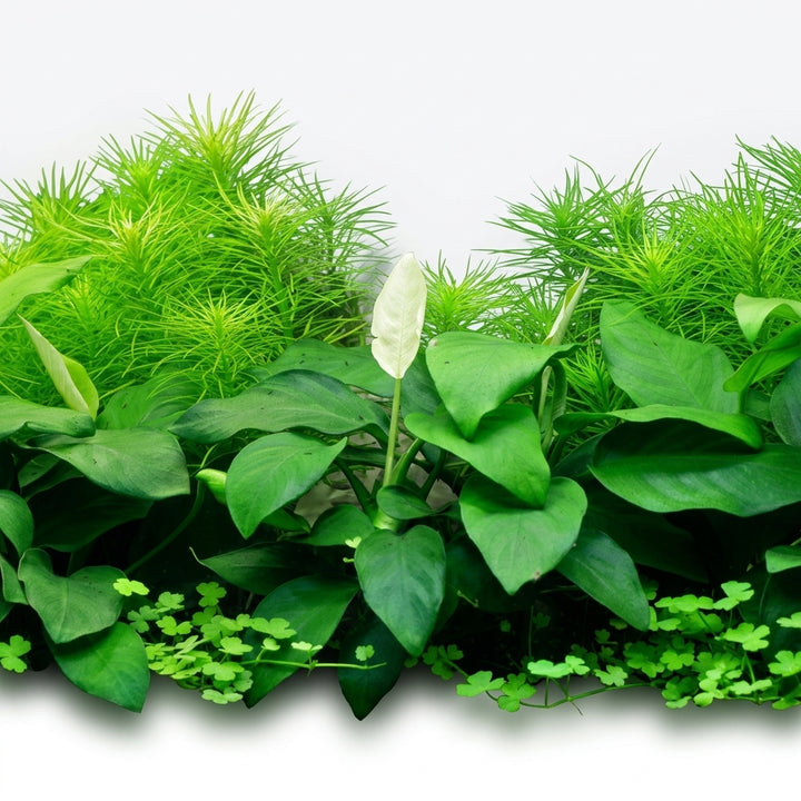 Tropica Anubias barteri nana - in Vitro von Tropica