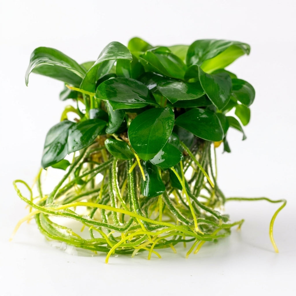 Tropica Anubias barteri nana - in Vitro von Tropica