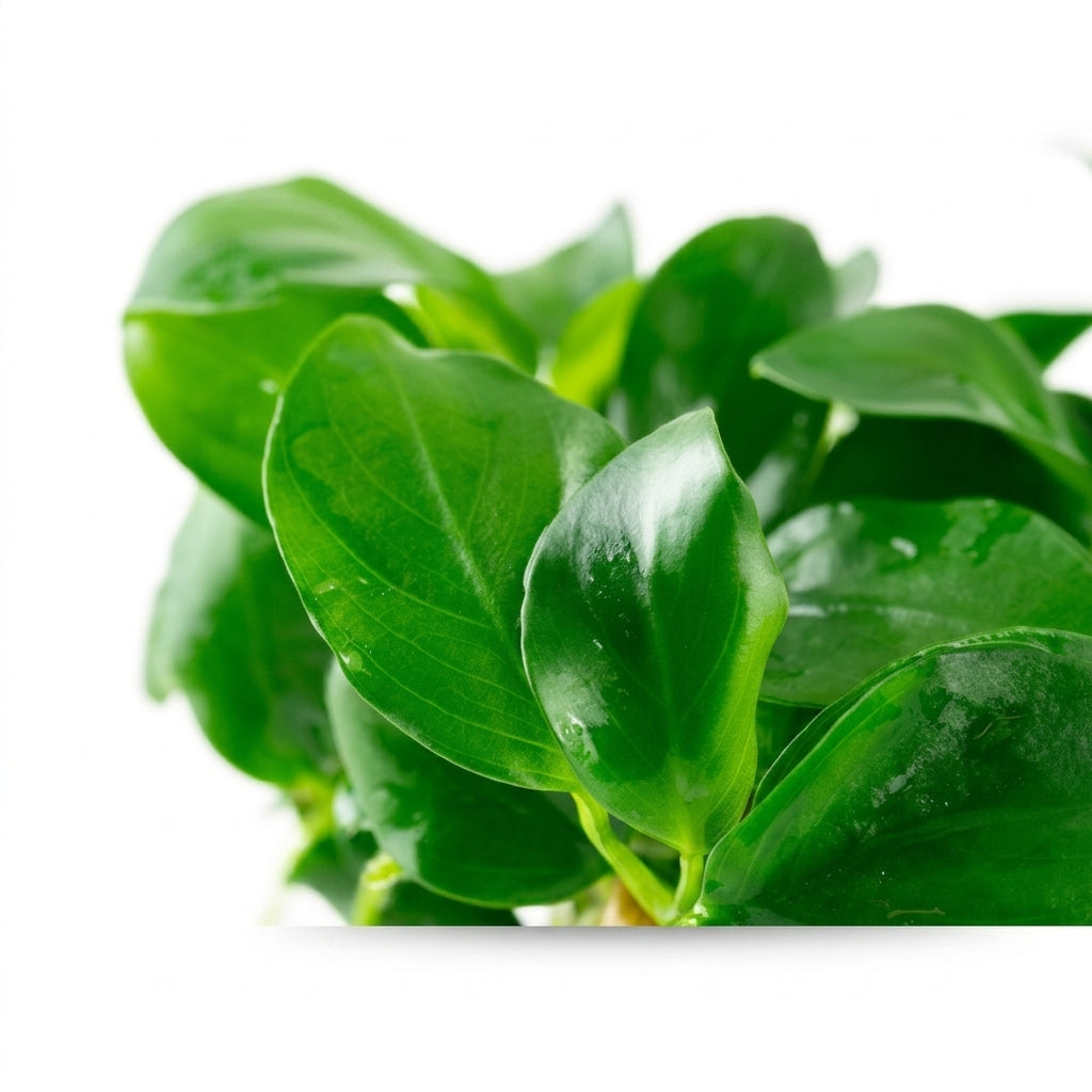 Tropica Anubias barteri nana - in Vitro von Tropica