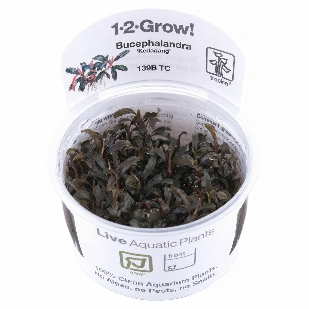 Tropica Bucephalandra &