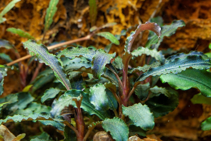Tropica Bucephalandra &
