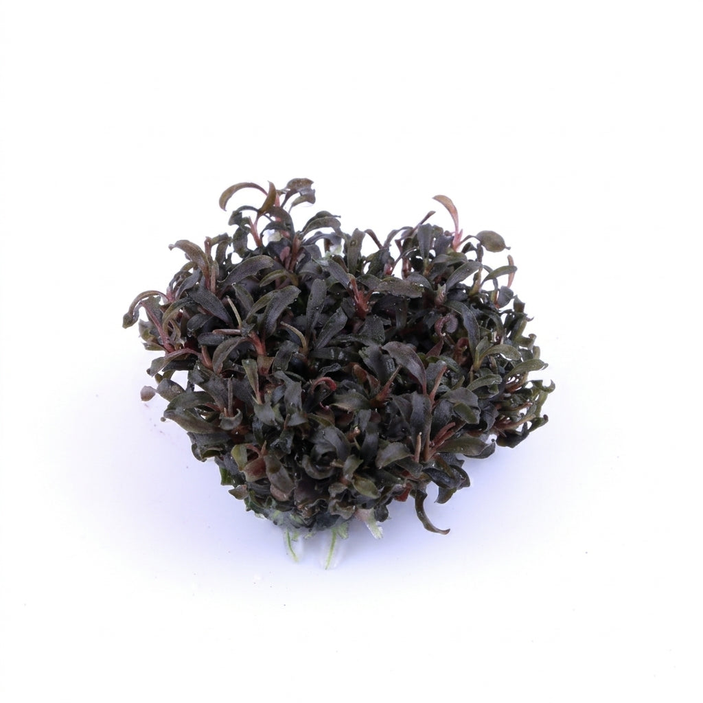 Tropica Bucephalandra &