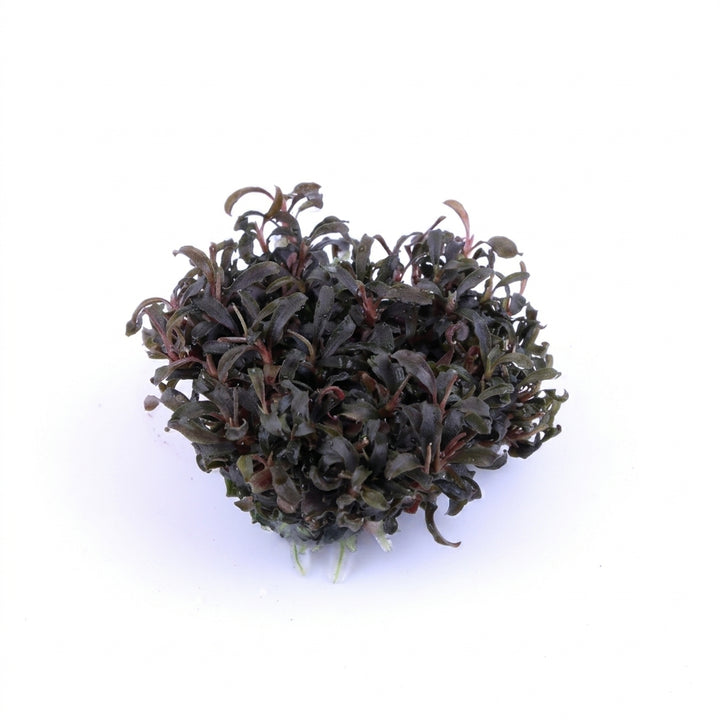 Tropica Bucephalandra &