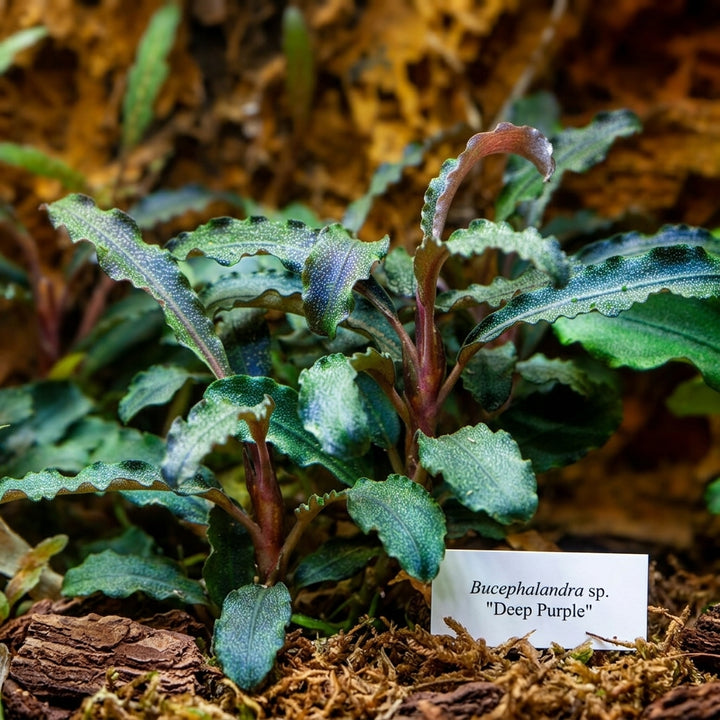 Tropica Bucephalandra &