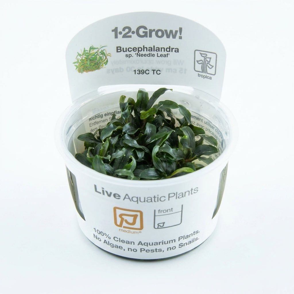 Tropica Bucephalandra sp. 'Needle Leaf' - in Vitro von Tropica