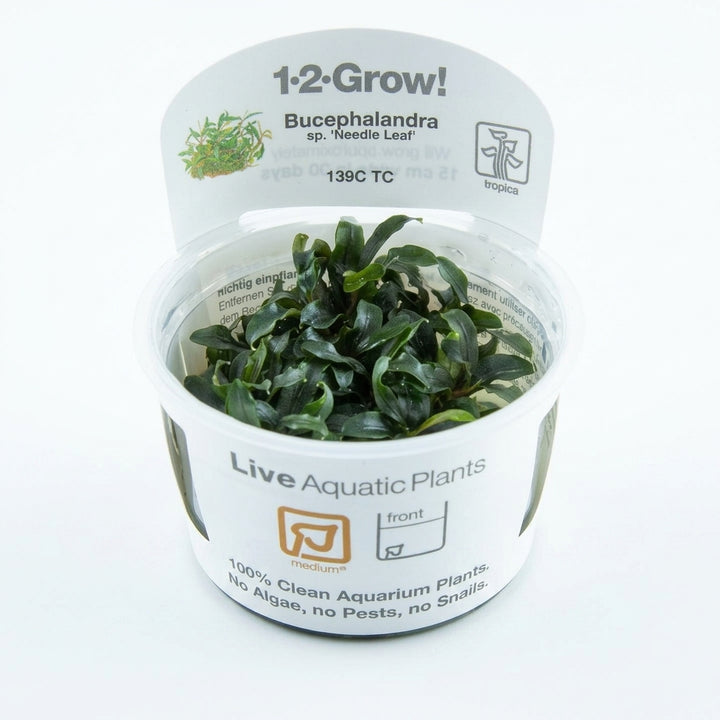 Tropica Bucephalandra sp. &
