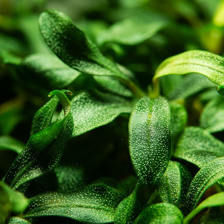 Tropica Bucephalandra sp. &