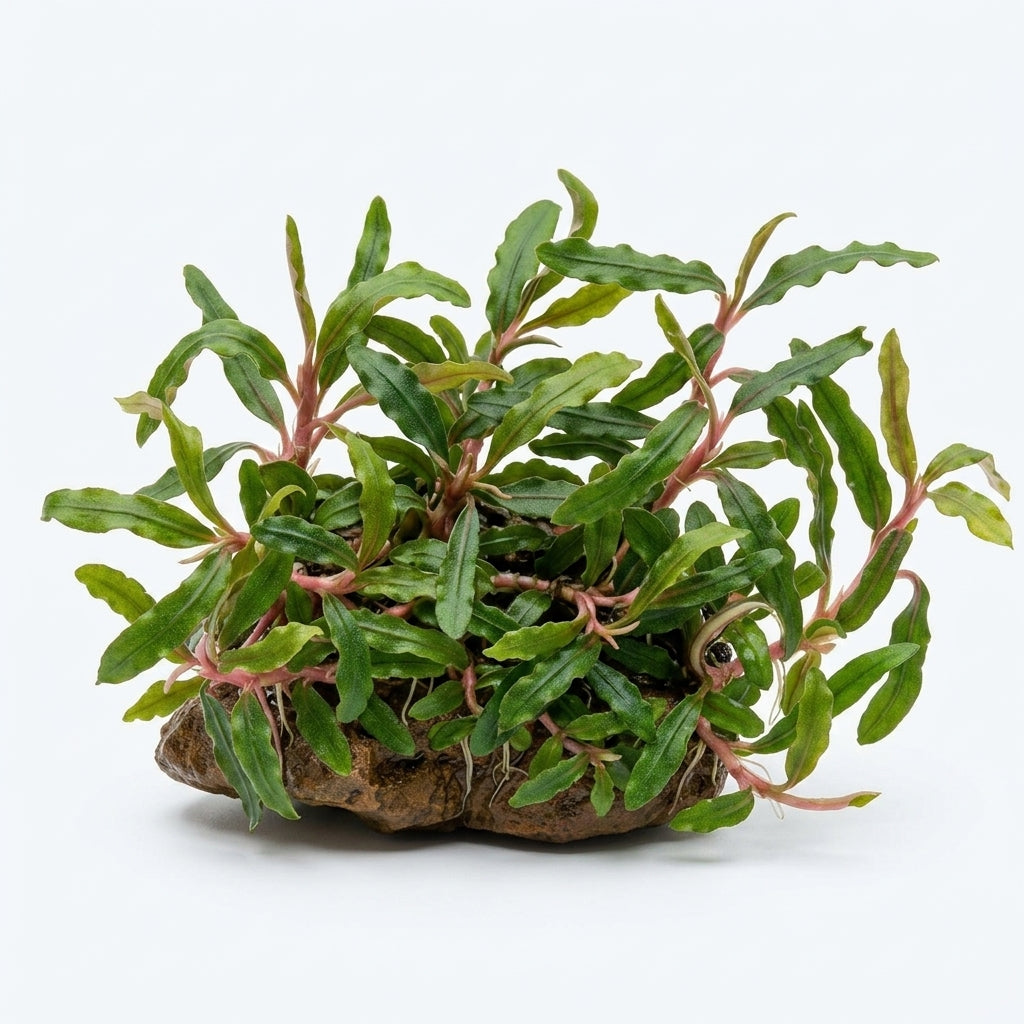 Tropica Bucephalandra sp. &