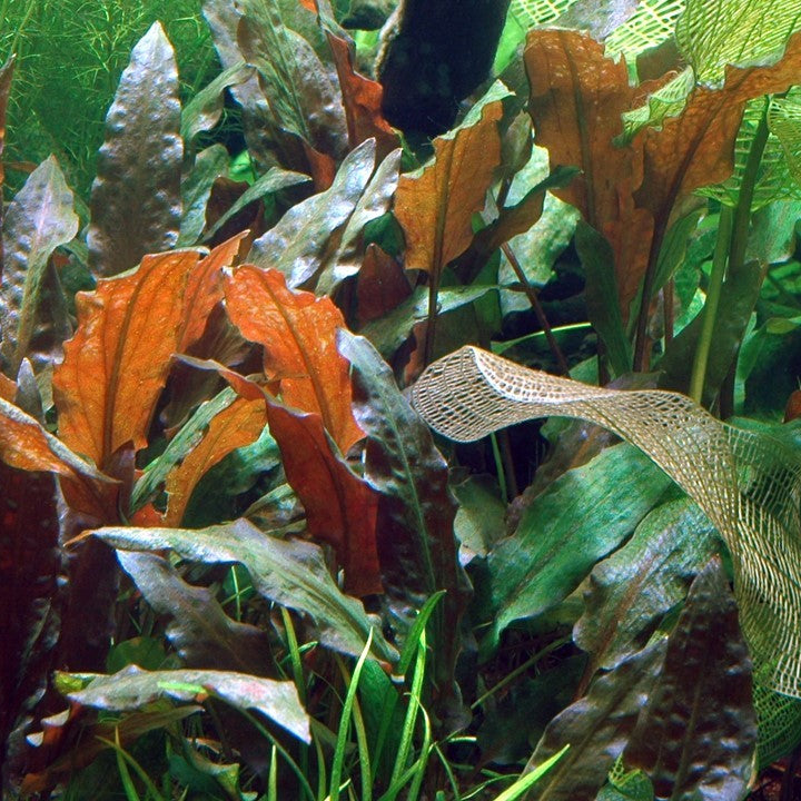 Tropica Cryptocoryne wendtii &