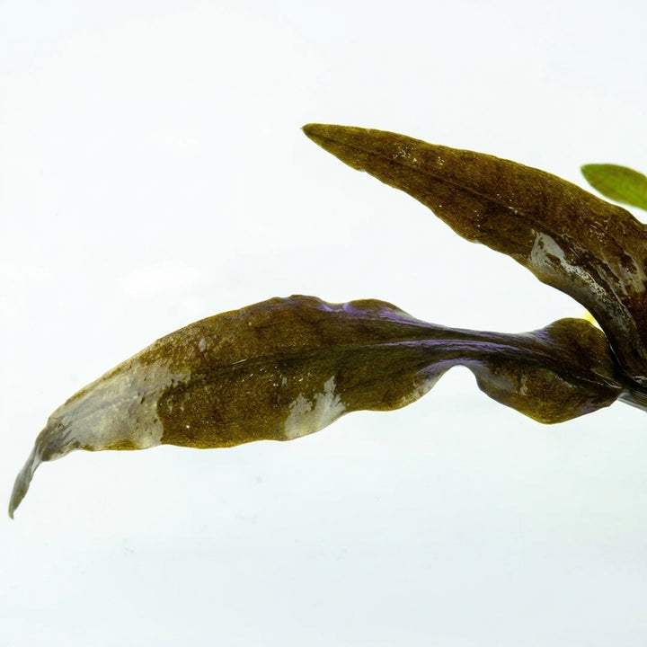 Tropica Cryptocoryne wendtii &