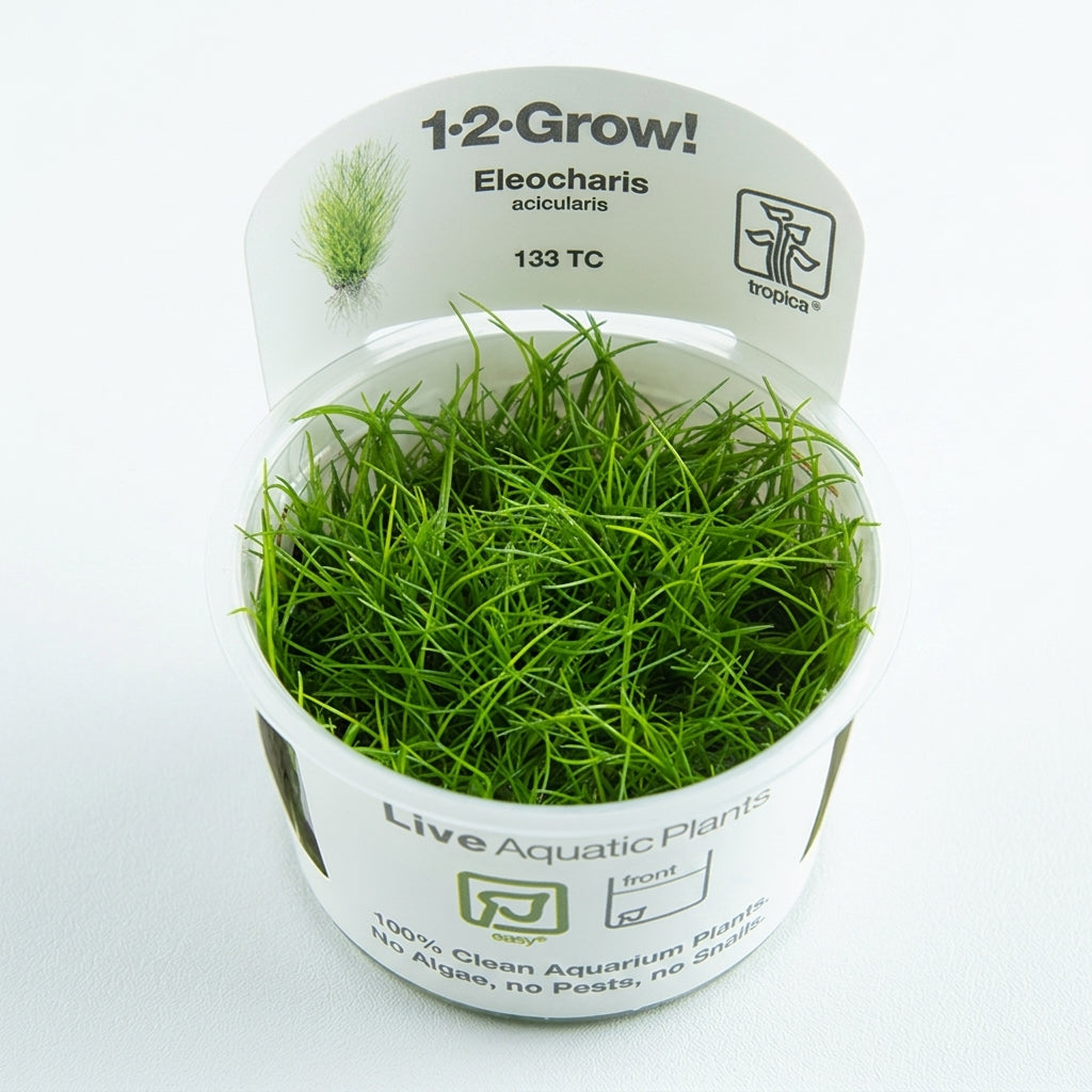 Tropica Eleocharis acicularis in Vitro von Tropica