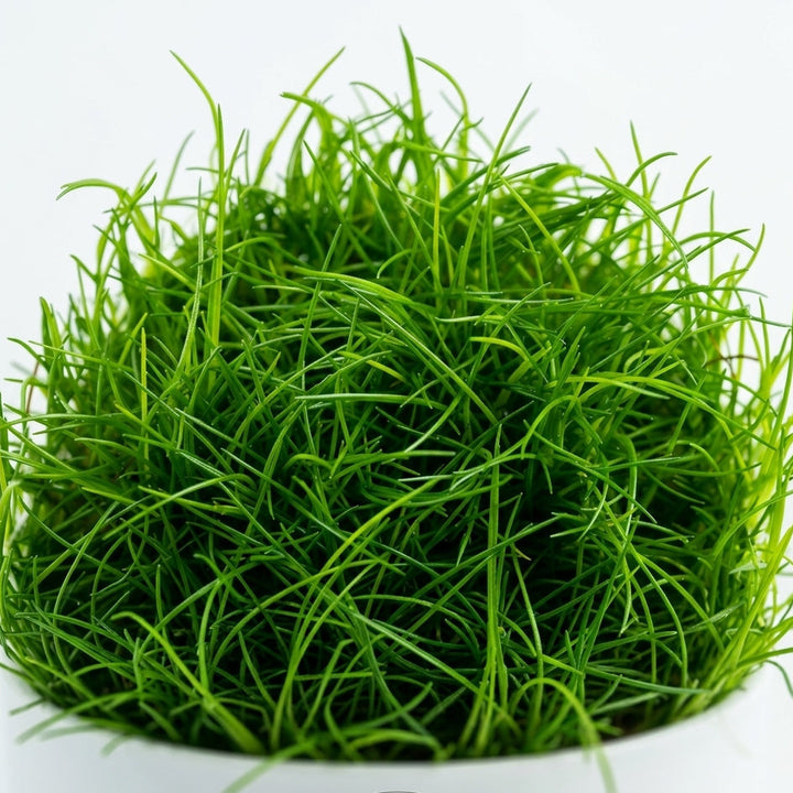 Tropica Eleocharis acicularis in Vitro von Tropica