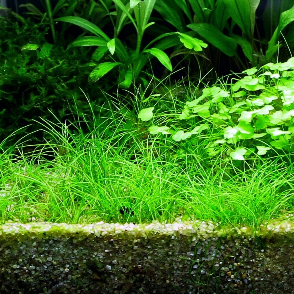 Tropica Eleocharis acicularis in Vitro von Tropica