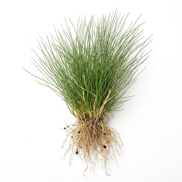Tropica Eleocharis acicularis in Vitro von Tropica