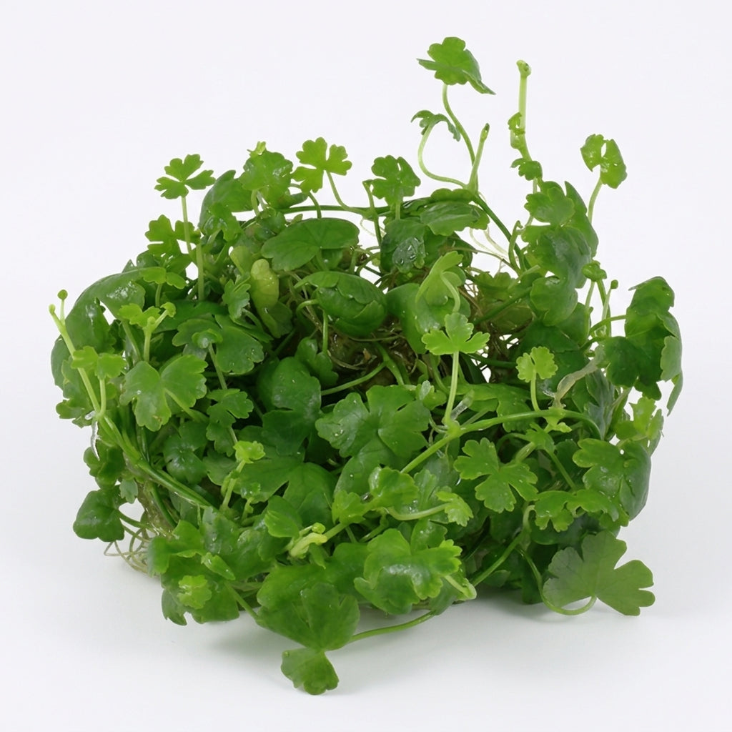 Tropica Hydrocotyle tripartita - in Vitro von Tropica