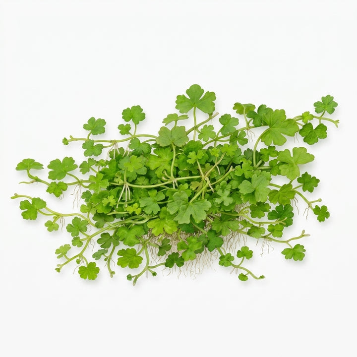 Tropica Hydrocotyle tripartita - in Vitro von Tropica
