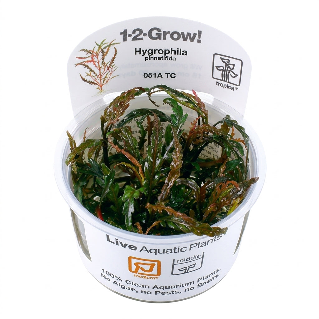 Tropica Hygrophila pinnatifida in Vitro von Tropica