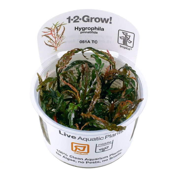 Tropica Hygrophila pinnatifida in Vitro von Tropica