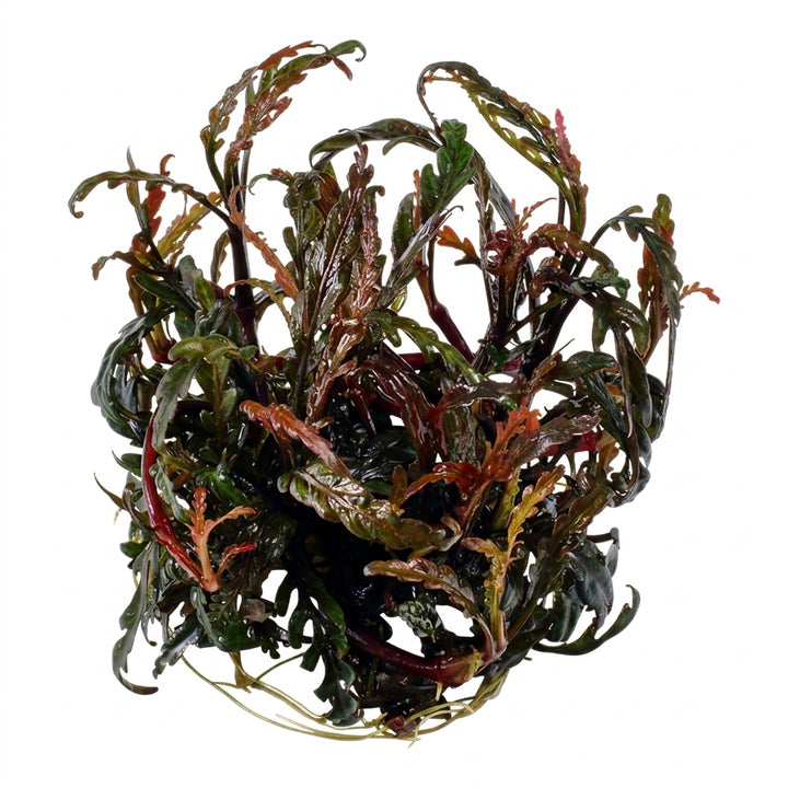 Tropica Hygrophila pinnatifida in Vitro von Tropica