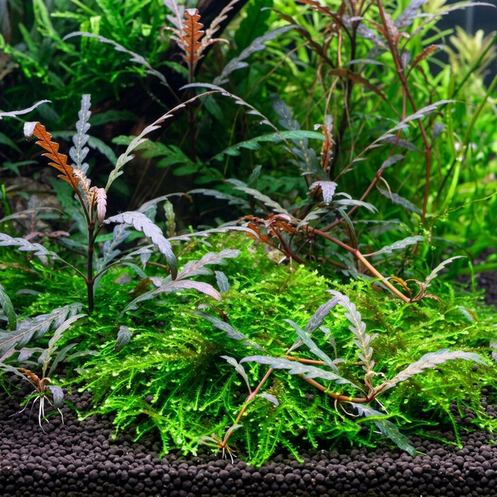 Tropica Hygrophila pinnatifida in Vitro von Tropica