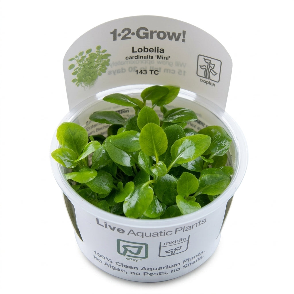 Tropica Lobelia cardinalis 'Mini' in Vitro von Tropica