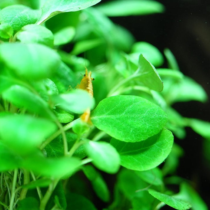 Tropica Lobelia cardinalis &