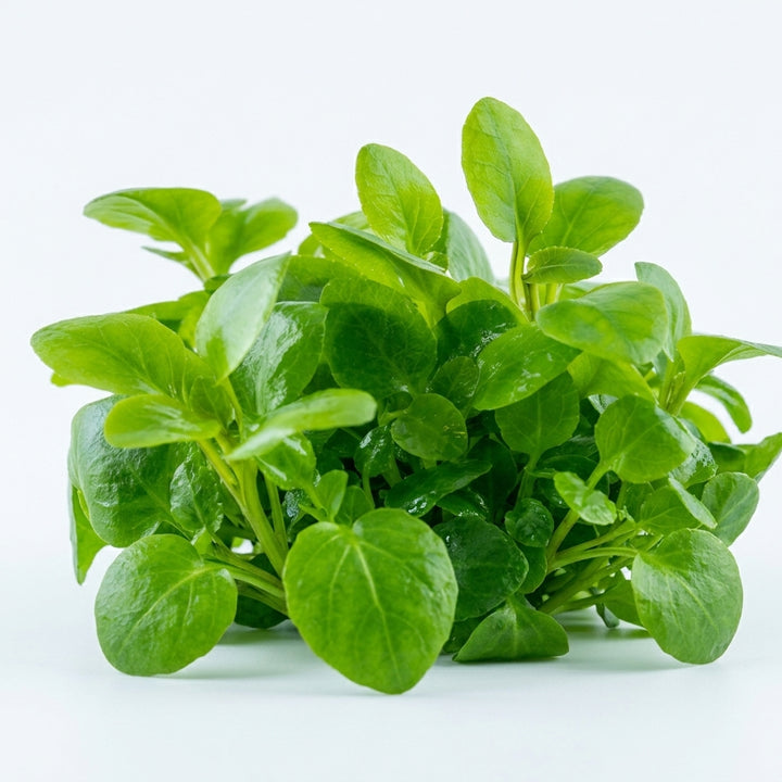 Tropica Lobelia cardinalis &