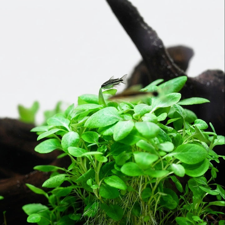 Tropica Lobelia cardinalis &