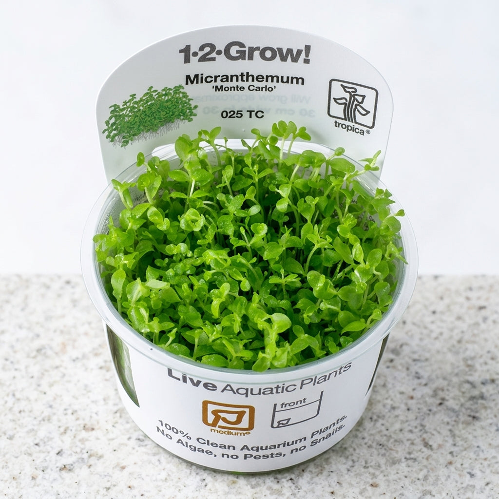 Tropica Micranthemum tweediei &