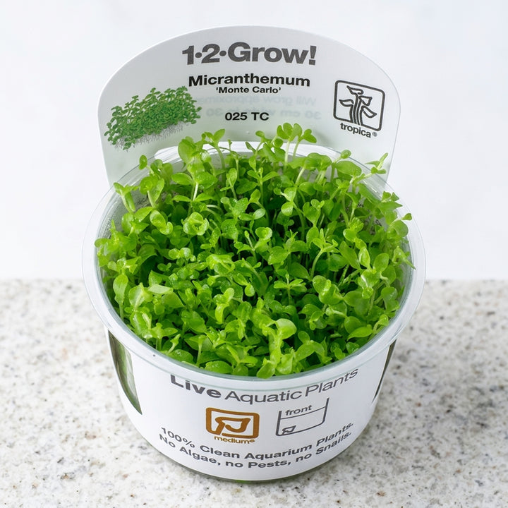 Tropica Micranthemum tweediei &