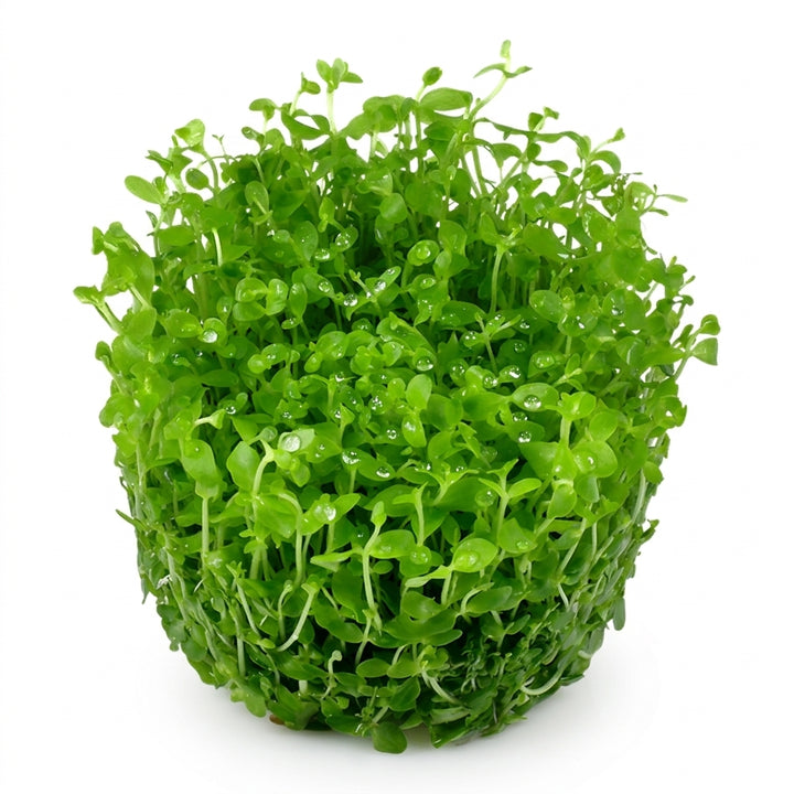 Tropica Micranthemum tweediei &