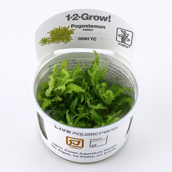 Tropica Pogostemon helferi in Vitro von Tropica