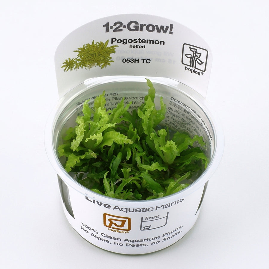 Tropica Pogostemon helferi in Vitro von Tropica