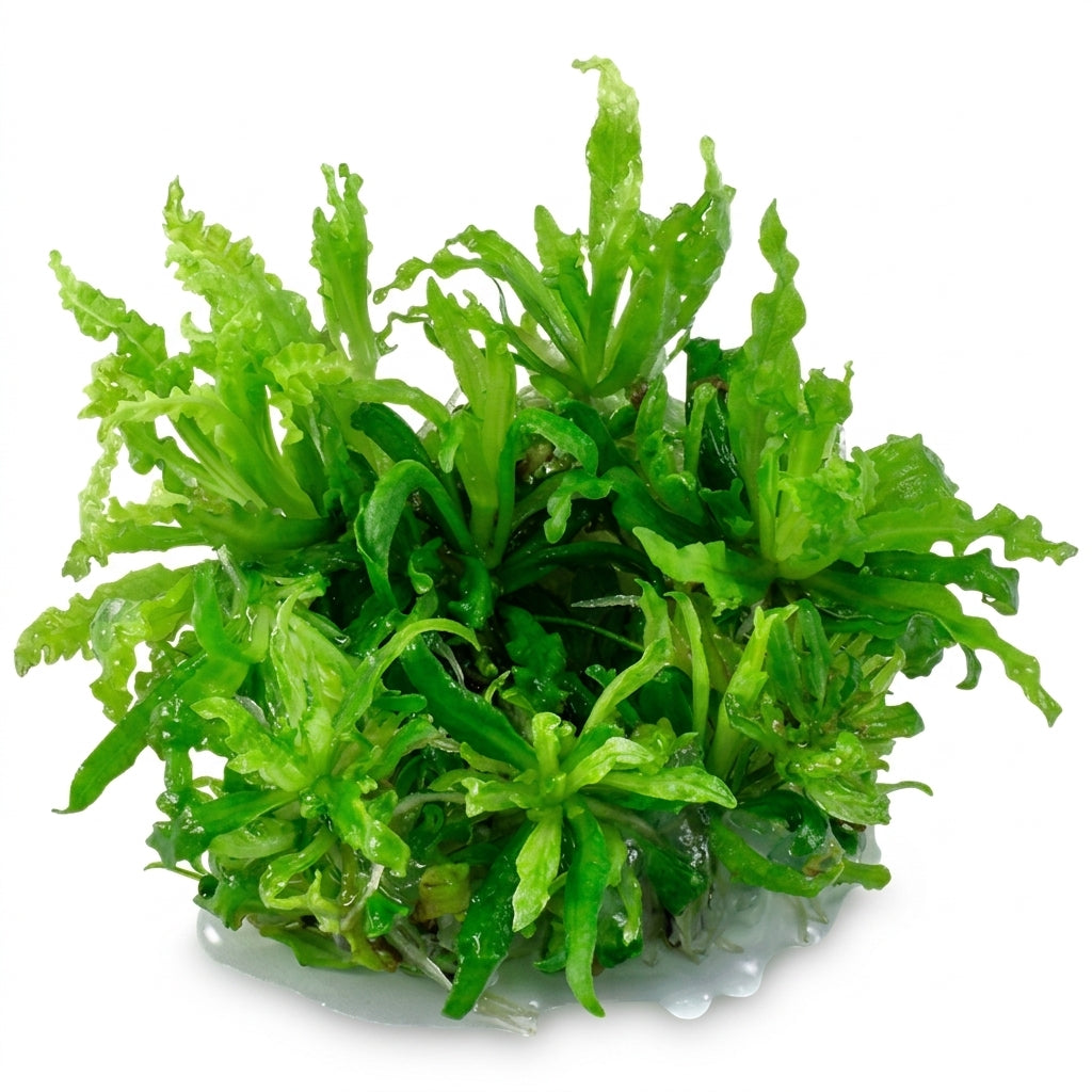 Tropica Pogostemon helferi in Vitro von Tropica
