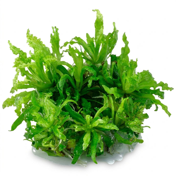 Tropica Pogostemon helferi in Vitro von Tropica