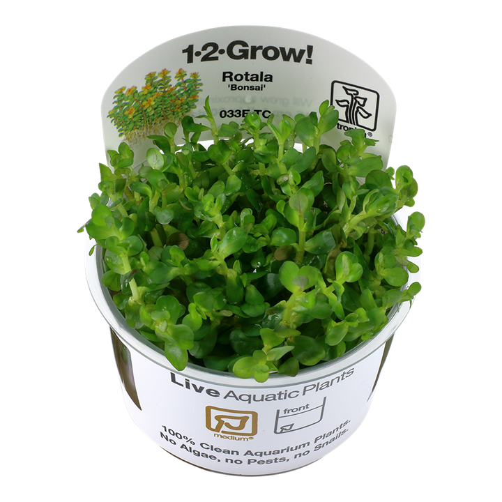 Tropica Rotala indica &