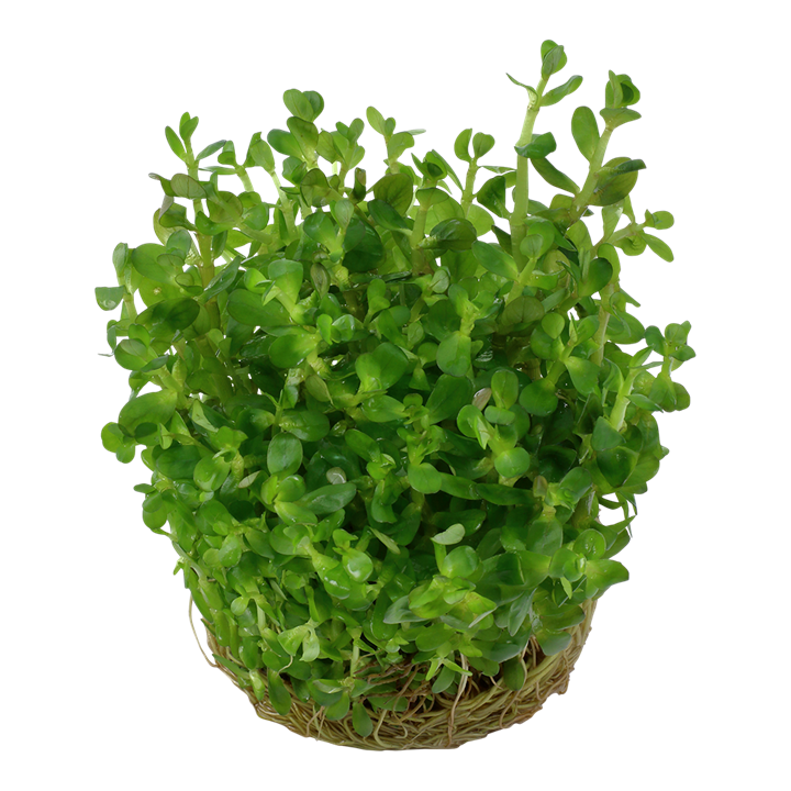 Tropica Rotala indica &