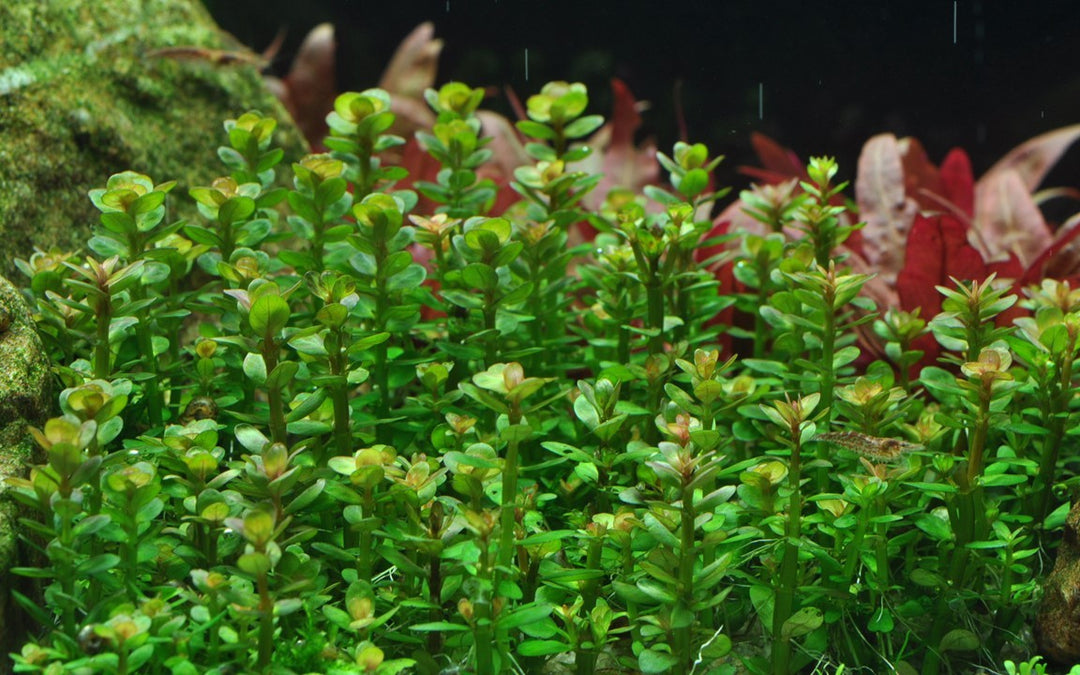 Tropica Rotala indica &