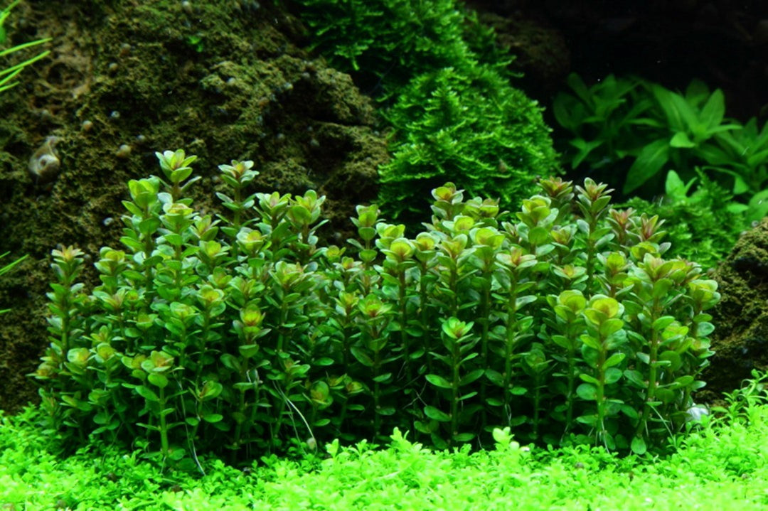 Tropica Rotala indica &