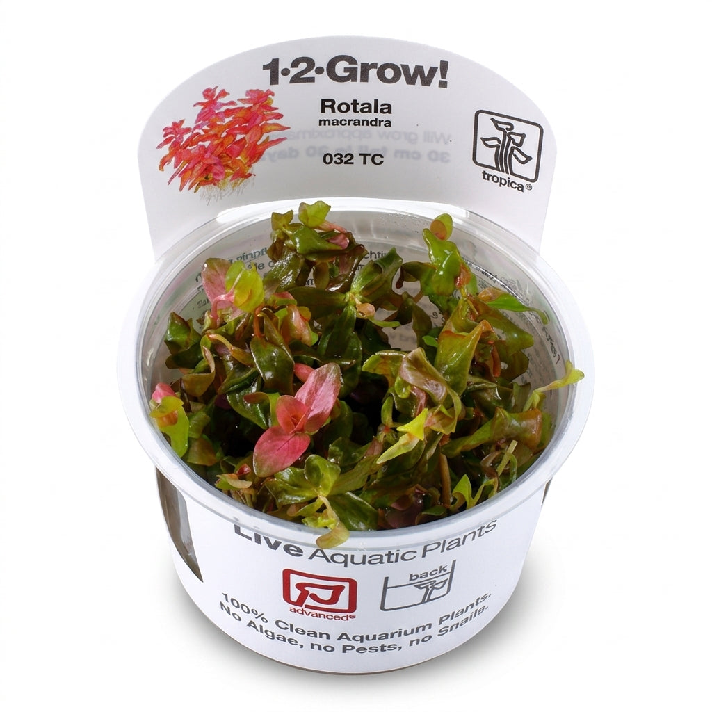 Tropica Rotala macrandra in Vitro von Tropica