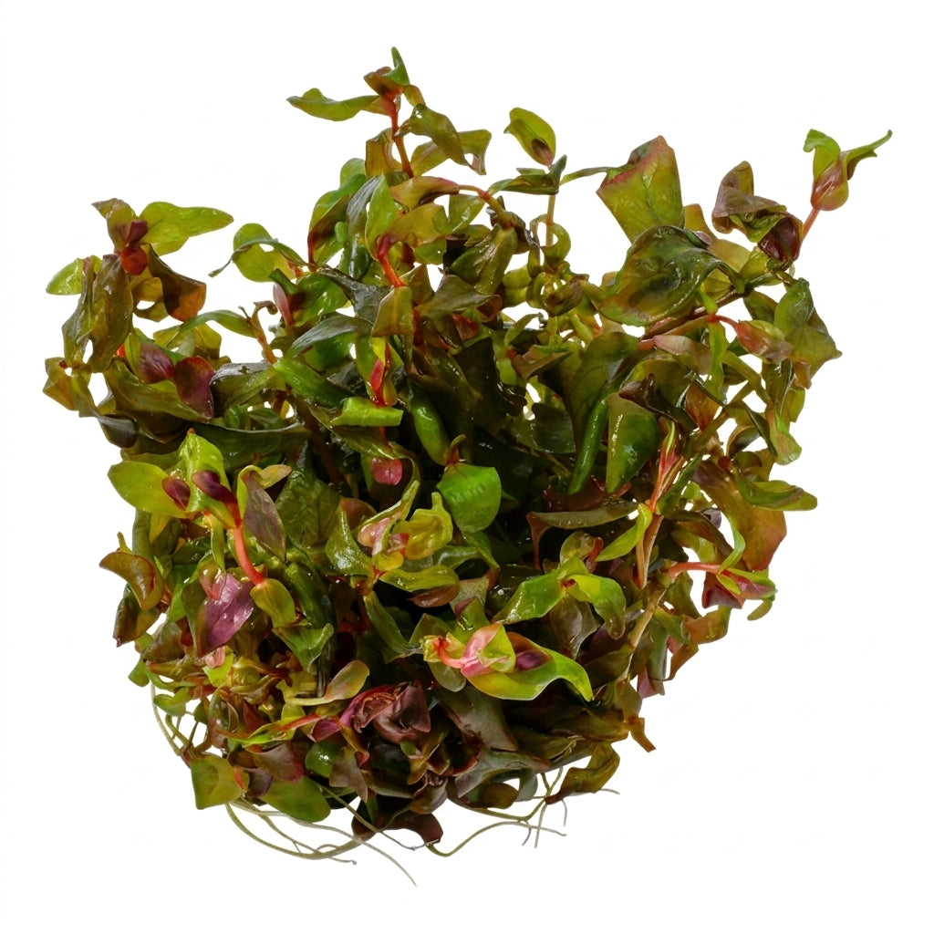 Tropica Rotala macrandra in Vitro von Tropica