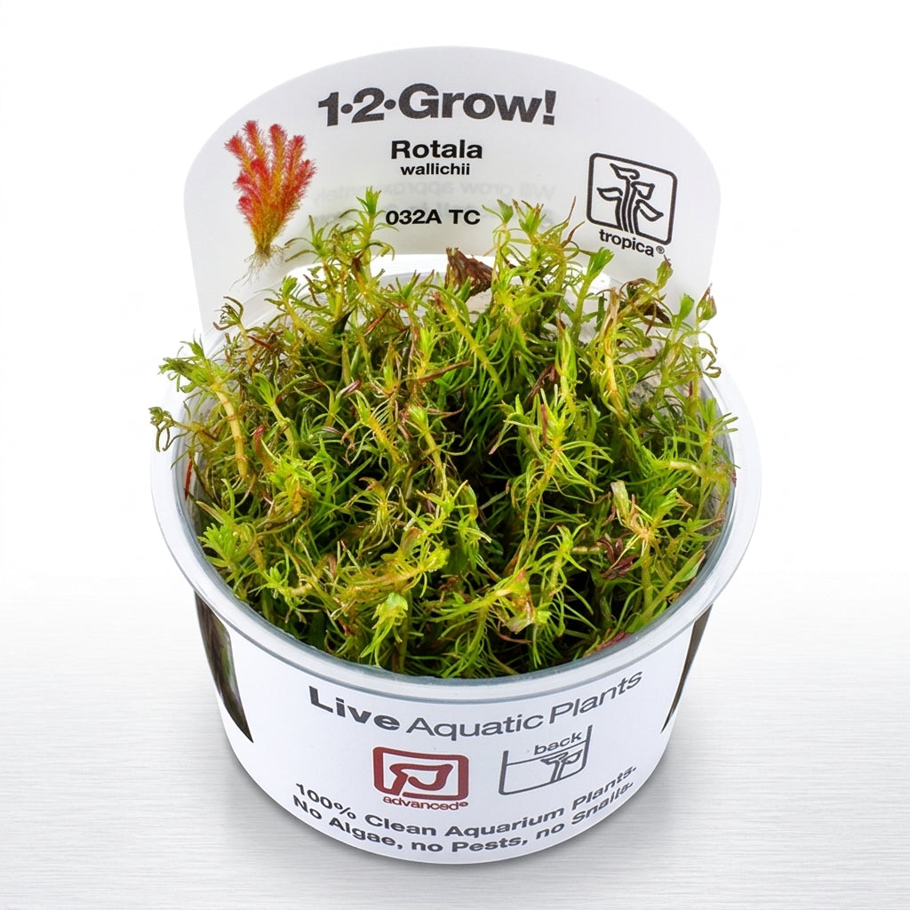 Tropica Rotala wallichii - in Vitro von Tropica