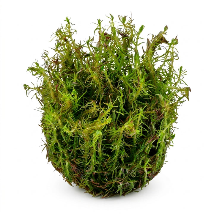 Tropica Rotala wallichii - in Vitro von Tropica