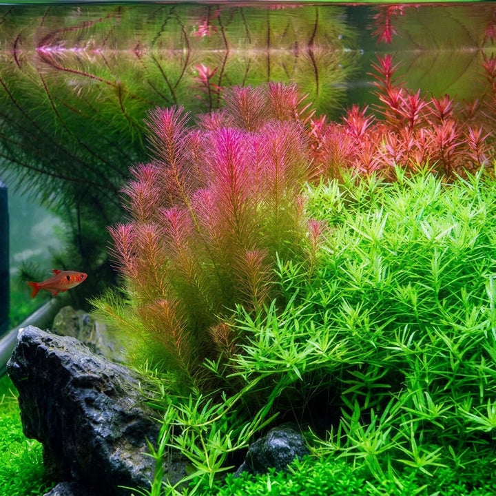 Tropica Rotala wallichii - in Vitro von Tropica